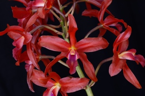 Laeliocattleya N.R. Super Red AM/AOS 80 pts.